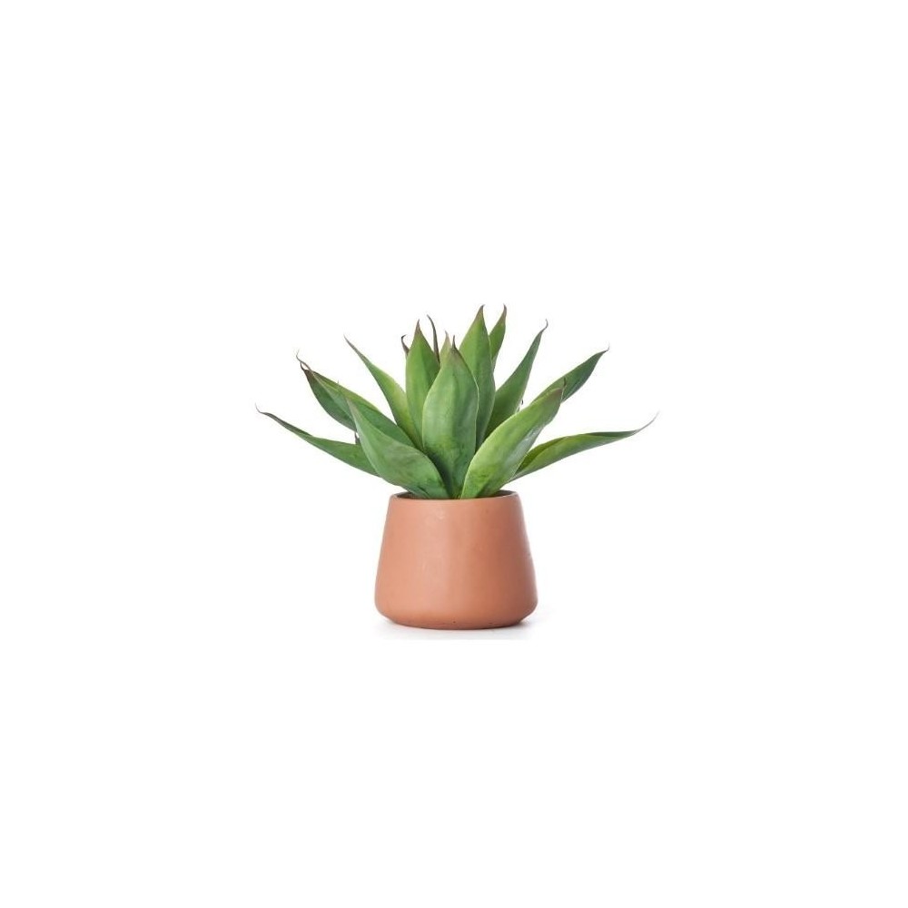 ALOE CON VASO CERAMICA 35 CM